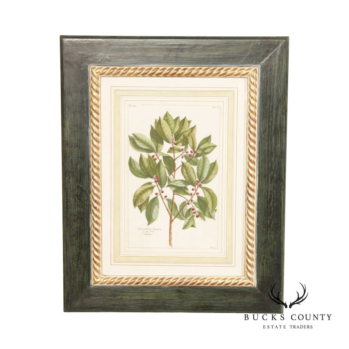 Botanical Illustration Foliate Berry Colored Engraving, Custom Framed