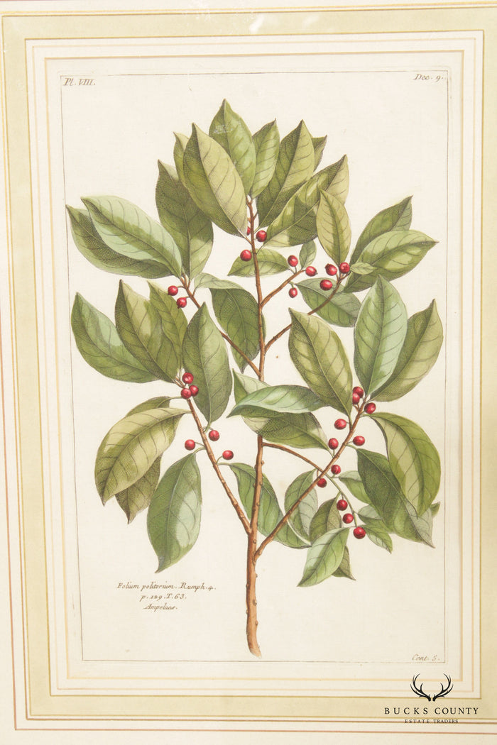 Botanical Illustration Foliate Berry Colored Engraving, Custom Framed