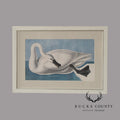John James Audubon Ornithological Print, 'Trumpeter Swan'