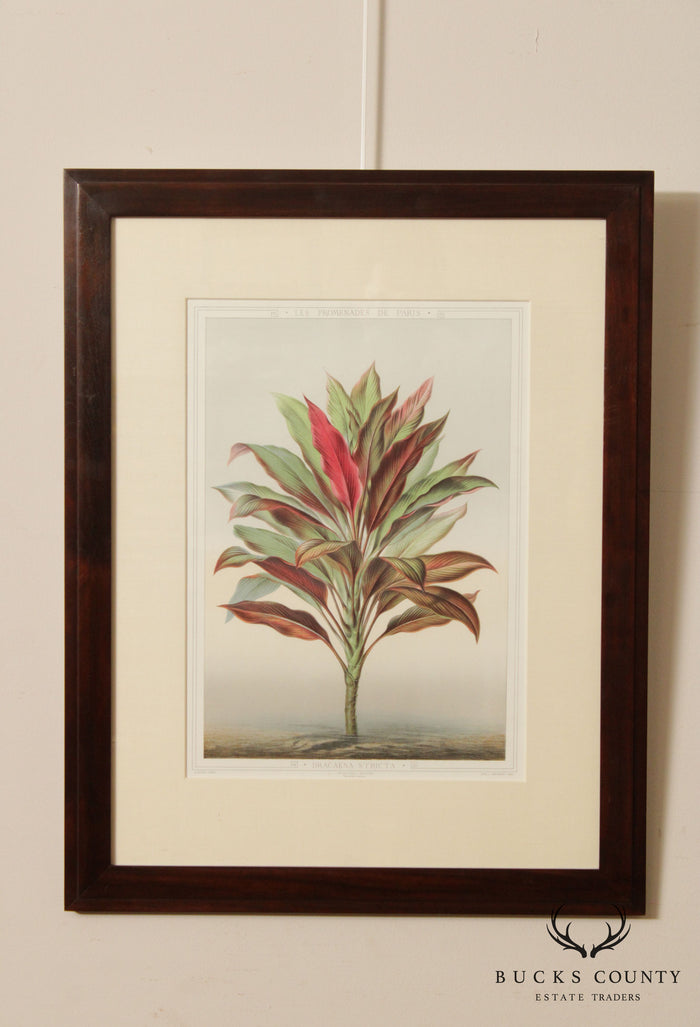 La Promenade de Paris 'Dracaena Stricta' Lithograph After Francois François Frédéric Grobon