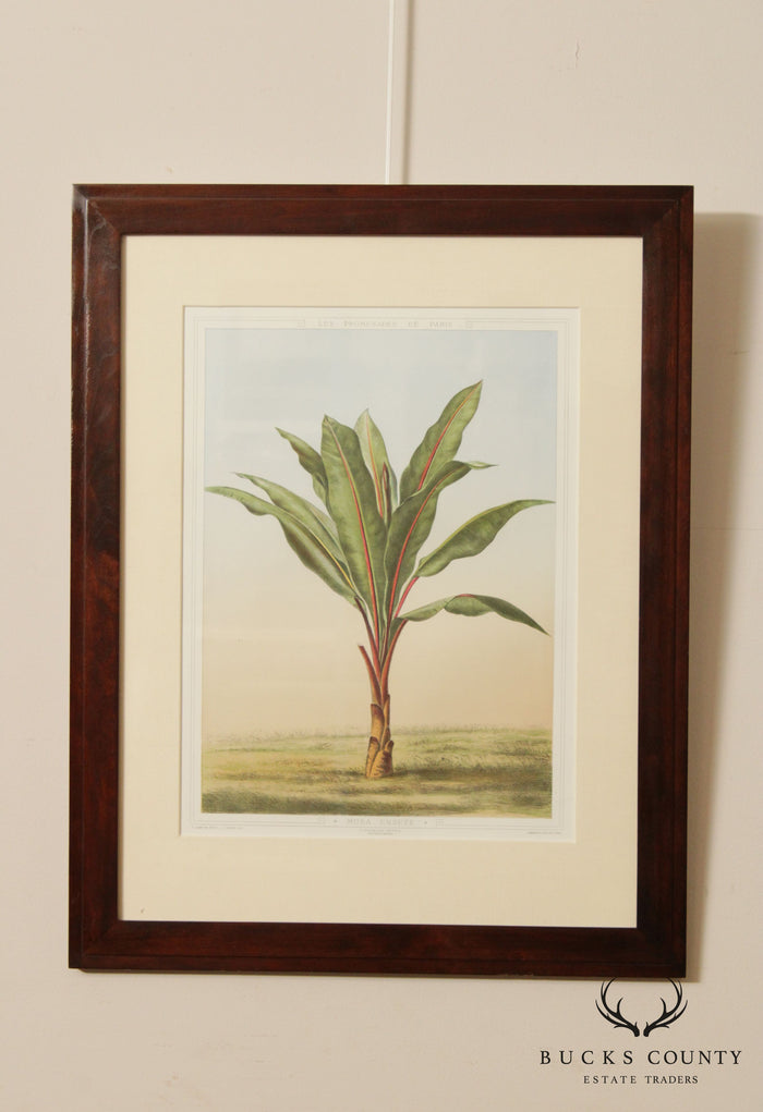 Le Promenades de Paris 'Musa Ensete' Lithograph after Francois Frederic Grobon
