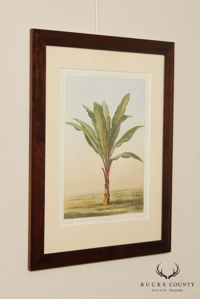 Le Promenades de Paris 'Musa Ensete' Lithograph after Francois Frederic Grobon